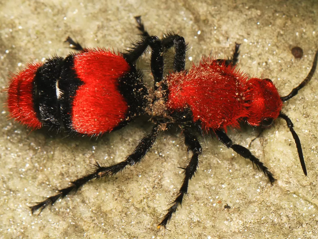 Semut beludru merah (Dasymutilla occidentalis). (wikiwand.com)