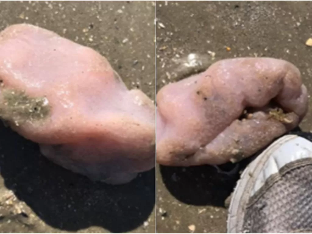 Seekor hewan laut misterius ditemukan di sebuah tepi pantai di Amerika Serikat. (Facebook/Alexander Ilg)