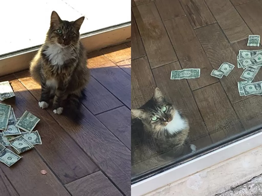 Kucing yang kerap memberi pemiliknya uang (Facebook/CASHnip Kitty)