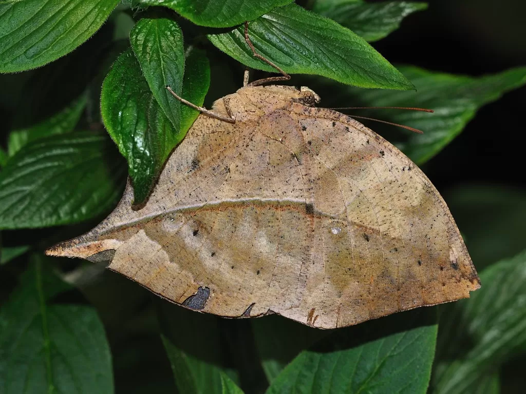 Kupu-kupu daun mati. (wikipedia.org)