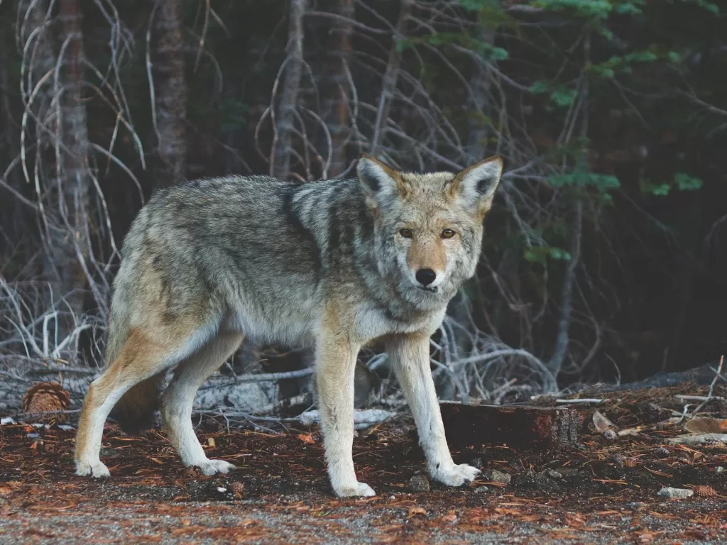 Ilustrasi anjing hutan atau disebut coyote. (Pixabay)