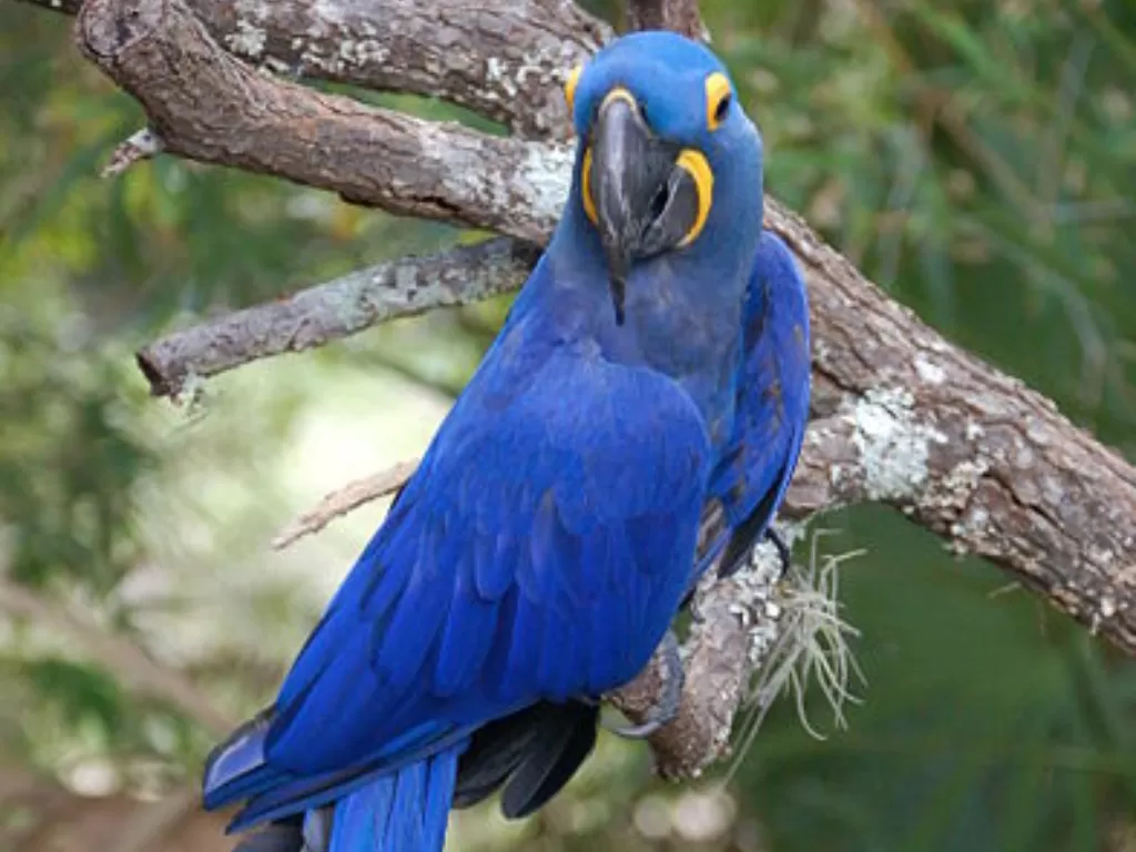 Burung Macaw Spix Biru. (Flickr/Erik (HASH) Hersman)