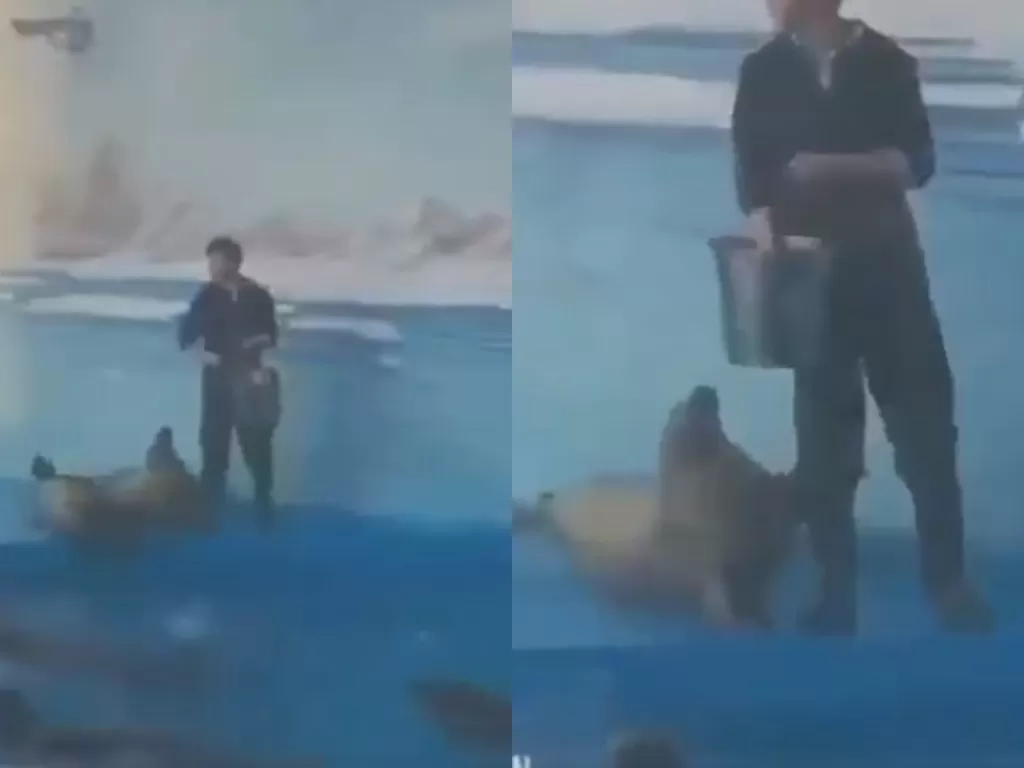 Anjing laut yang berusaha minta makan (Screenshot)