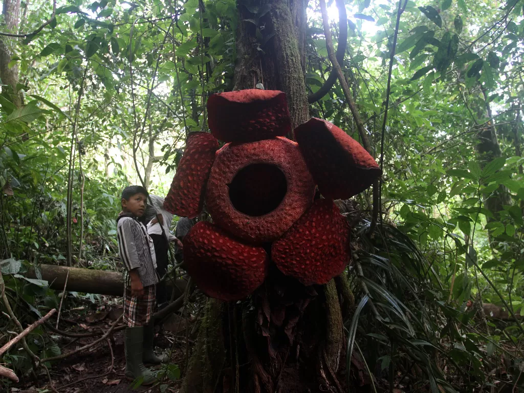 Bunga rafflesia yang menggantung di pohon di Kab. Agam, Sumatera Barat (ANTARA/Muhammad Arif Pribadi)