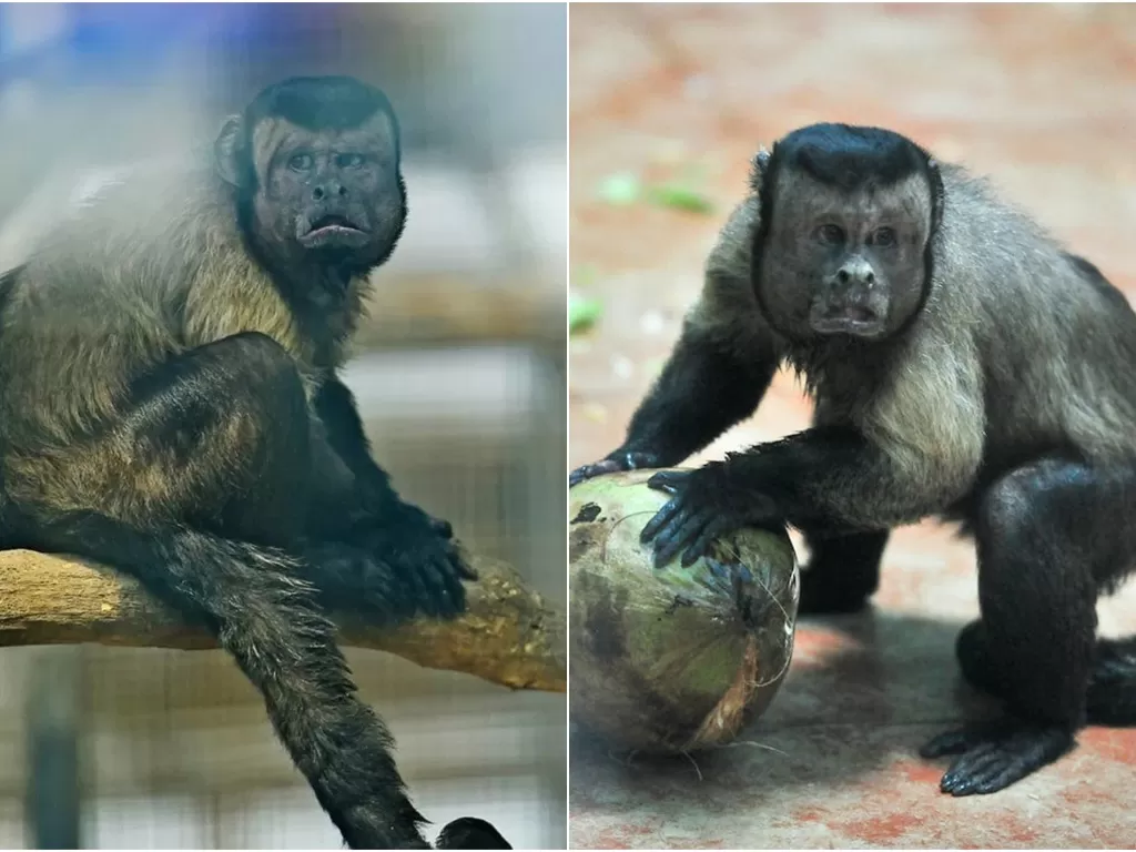 Monyet berwajah manusia di Tiongkok (Rex Features/Insider)