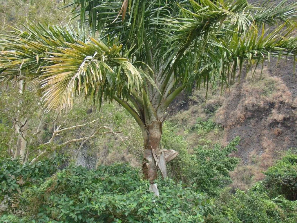 Pohon rumbia. (wikimedia.org)