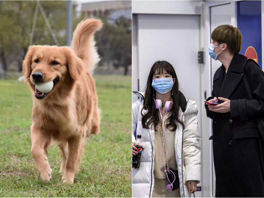 Kiri: Kimi, anjing yang selamatkan nyawa majikan dari virus korona (Facebook/kimi0611). Kanan:Wisatawan memakai masker cegah virus korona (REUTERS/Tarmo Lehtosalo)
