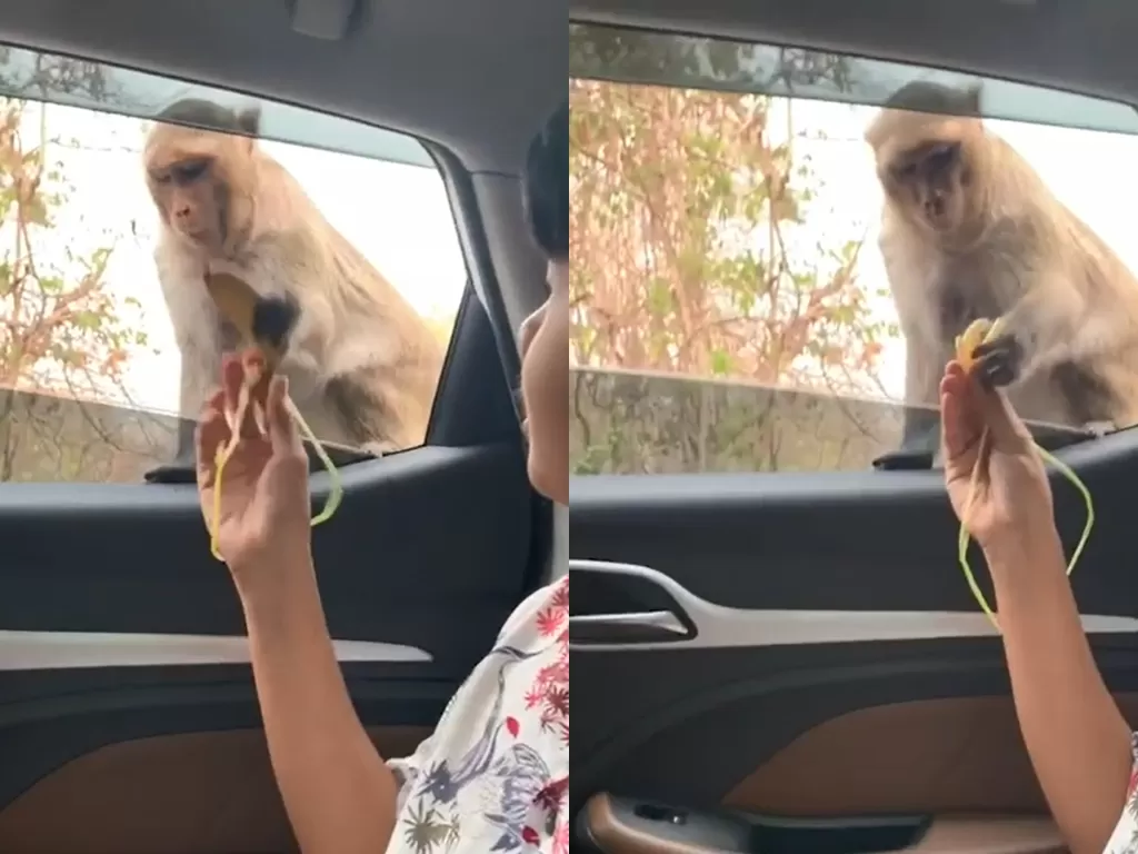 Seekor monyet yang lebih memilih memakan kripik. (photo/YouTube/Viral Press)