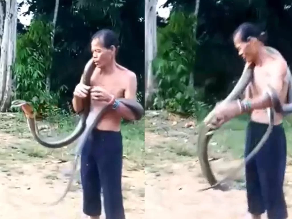 pawang ular yang meninggal usai digigit kobra (Screenshot)