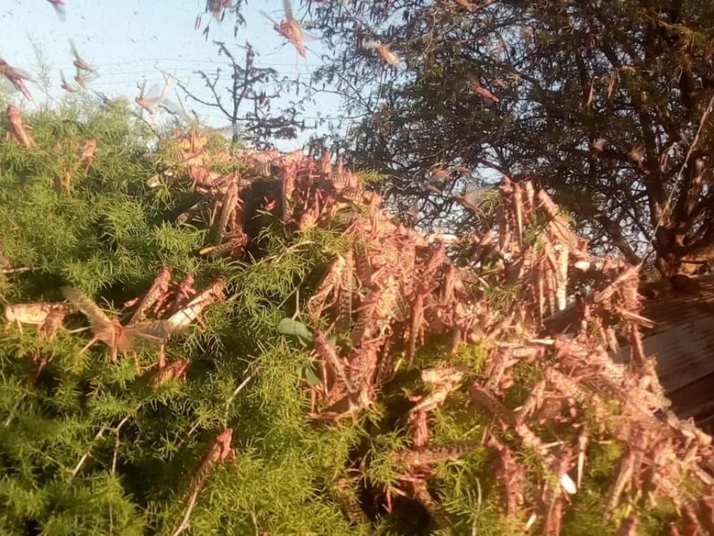Fenomena ribuan belalang menyerang lahan pertanian di daerah Afrika. (photo/Twitter/AssociationAwak)