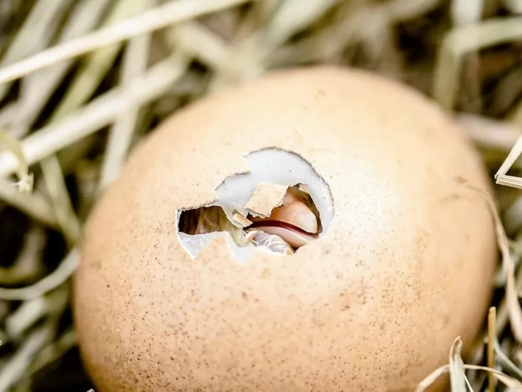  Cangkang telur berfungsi sebagai pelindung embrio  dari gangguan luar. (Pixabay/Myriams-Fotos)