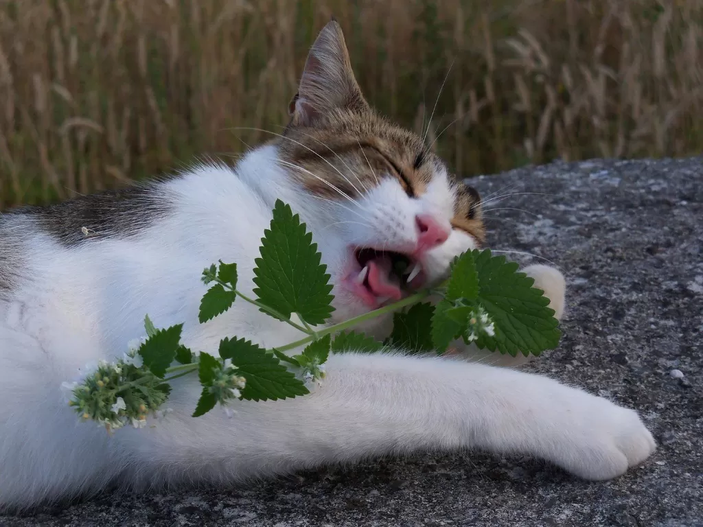 Ilustrasi kucing yang senang dengan Catnip (Nepeta cataria). (voofla.com)