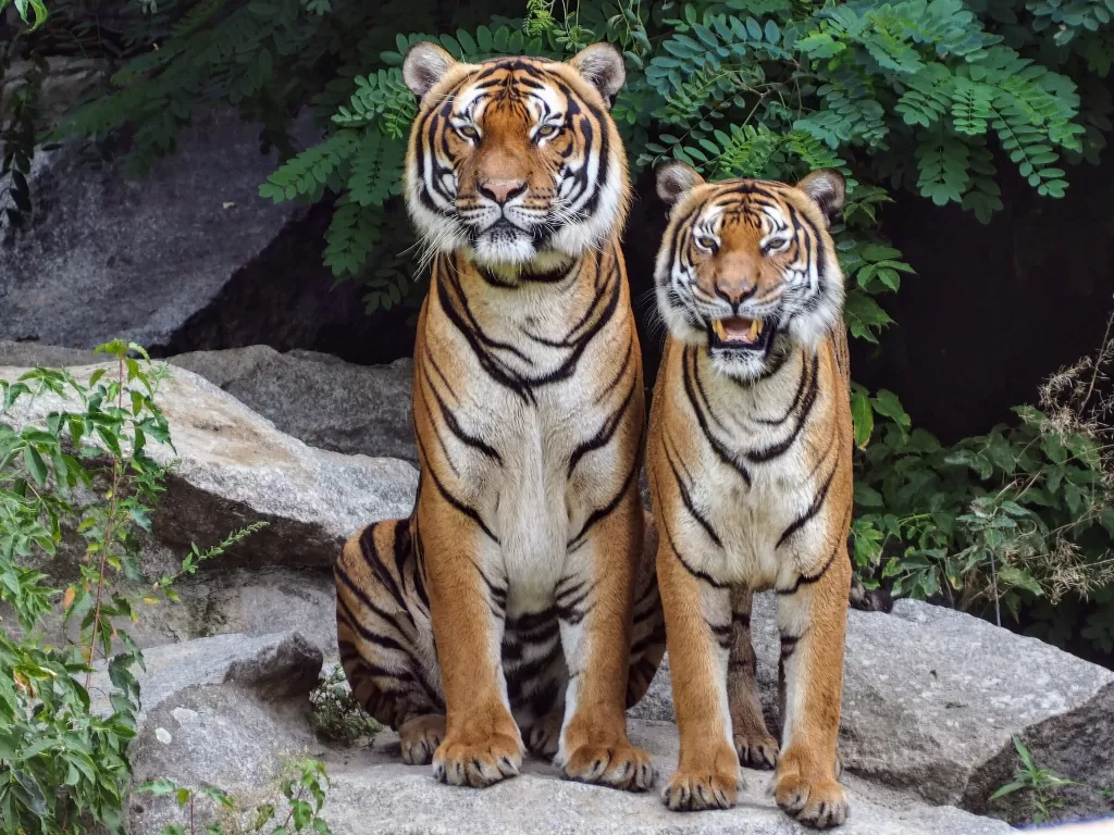 Ilustrasi kebun binatang yang memiliki harimau. (photo/Ilustrasi/Pexels/Thomas B.)