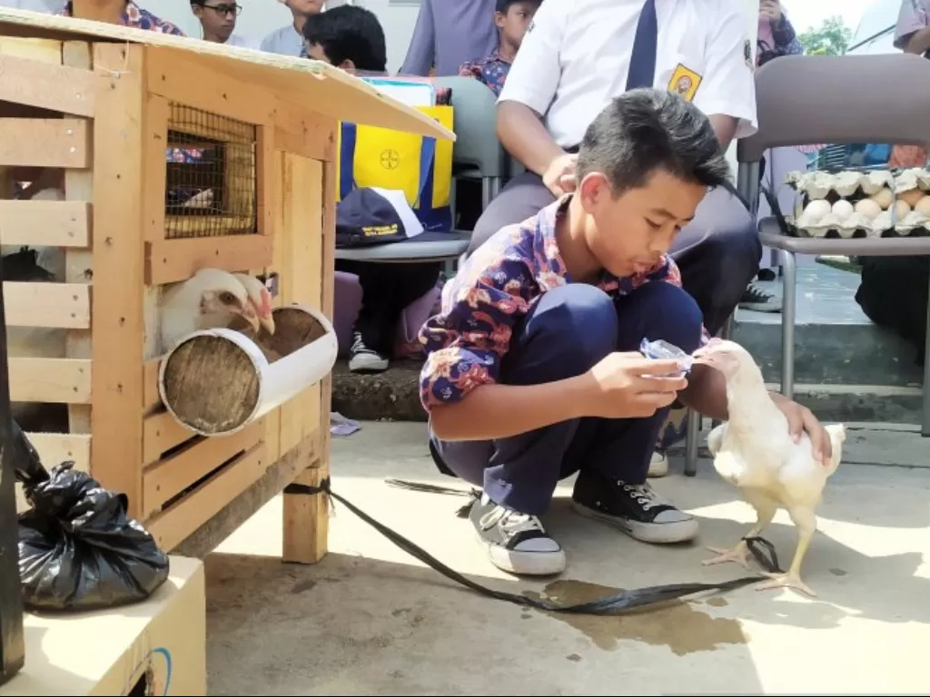 Seorang siswa memberi minum kepada ayam di SMPN 54 Bandung di Jalan Utsman Bin Affan Kota Bandung, Jumat (31/1/2020). (ANTARA/Bagus Ahmad Rizaldi)