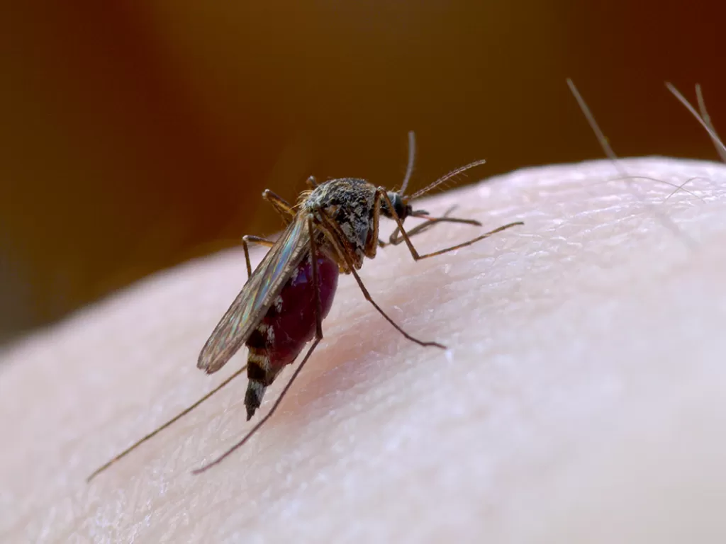 Ilustrasi nyamuk menggigit manusia. (Flickr/P-O Andersson)