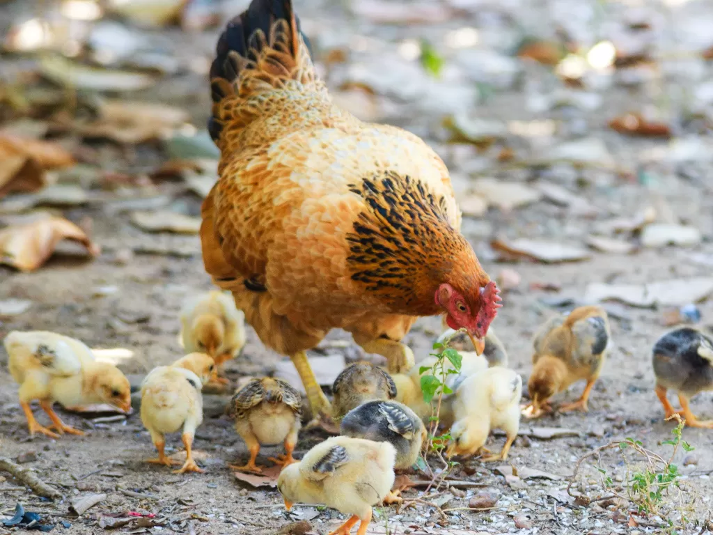 Ilustrasi ayam dan virus flu burung. (photo/Pexels/Quang Nguyen Vinh)