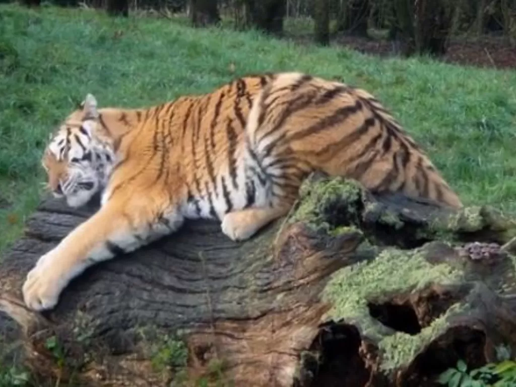 Harimau di kebun binatang Banham, Inggris yang suka dengan wewangian dari parfum Calvin Klein. (Instagram/zseabanhamzoo)