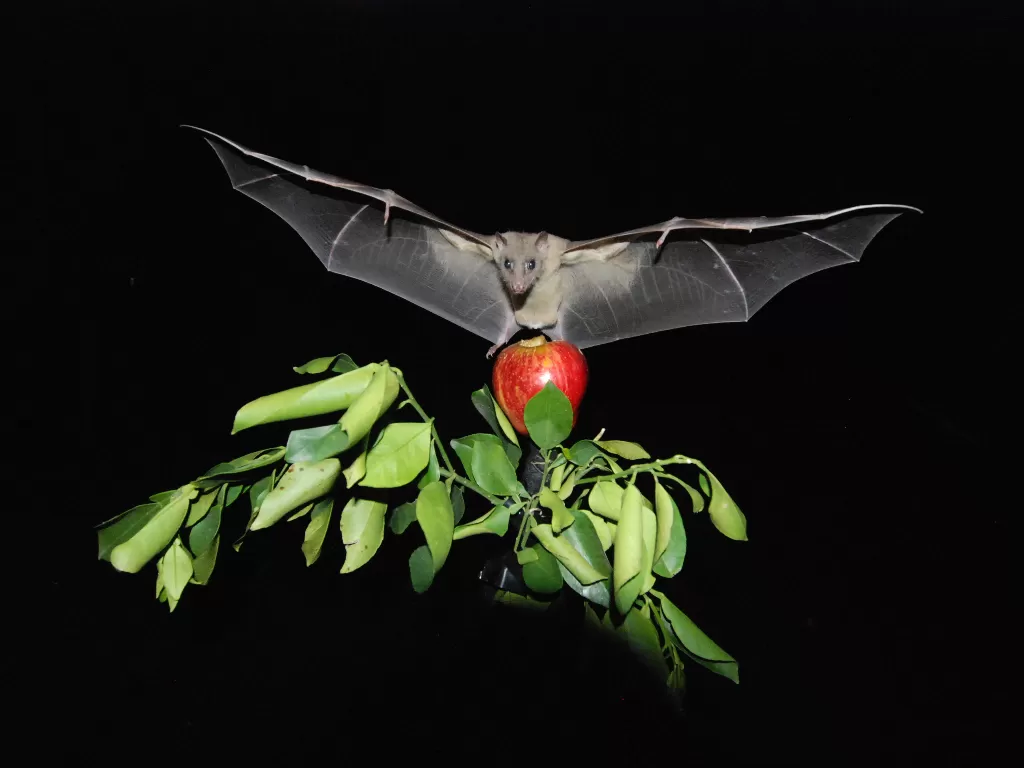 Ilustrasi kelelawar buah. (photo/phys.org)