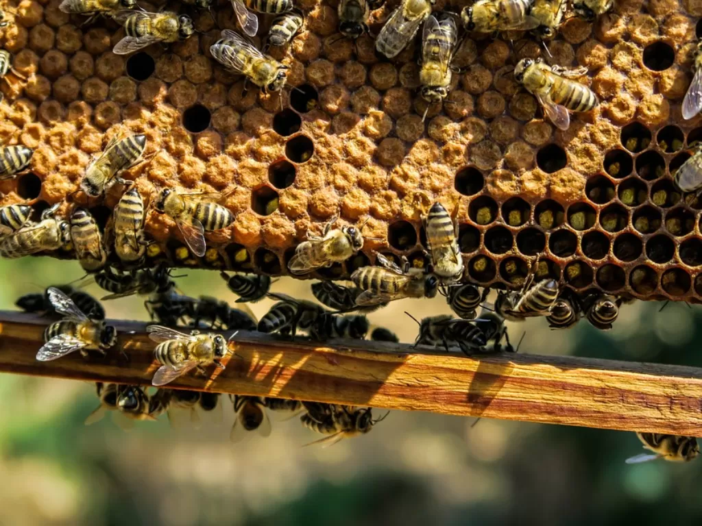 Ilustrasi Sarang Lebah yang Berbentuk Segi Enam (Pixabay/Pexels)