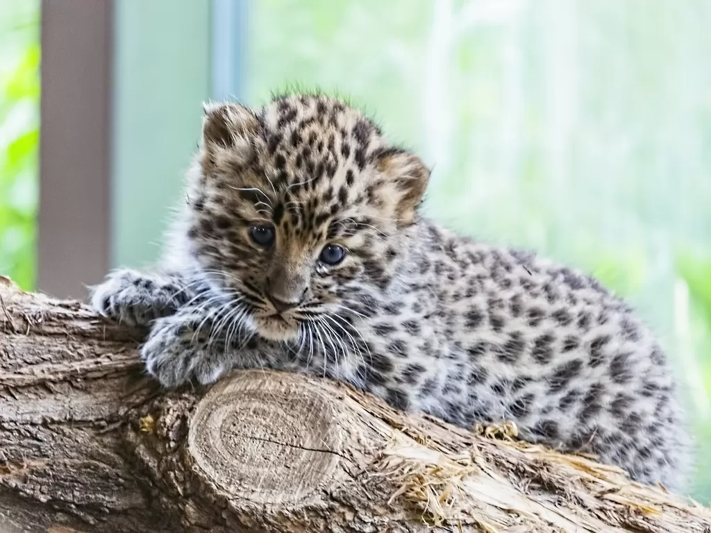 ilustrasi bayi leopard (pixabay/ simone gatterwe)