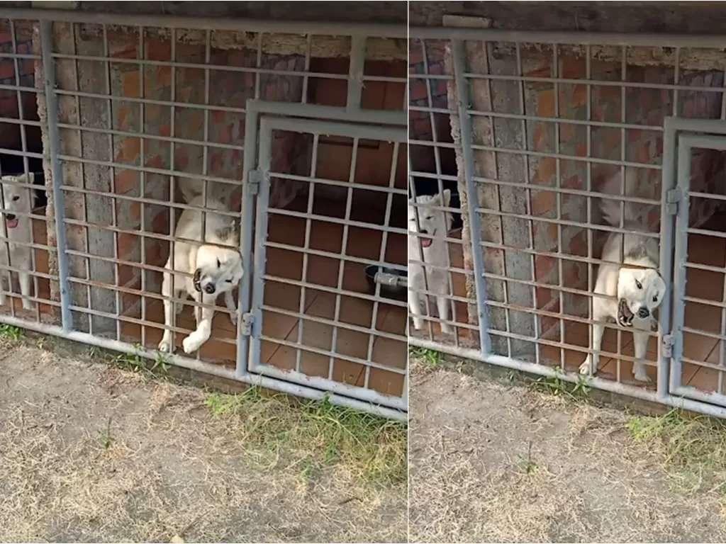 Foto anjing yang berakting nangis agar bisa ikut majikannya ke pasar (screenshoot/YouTube/Viral Press)