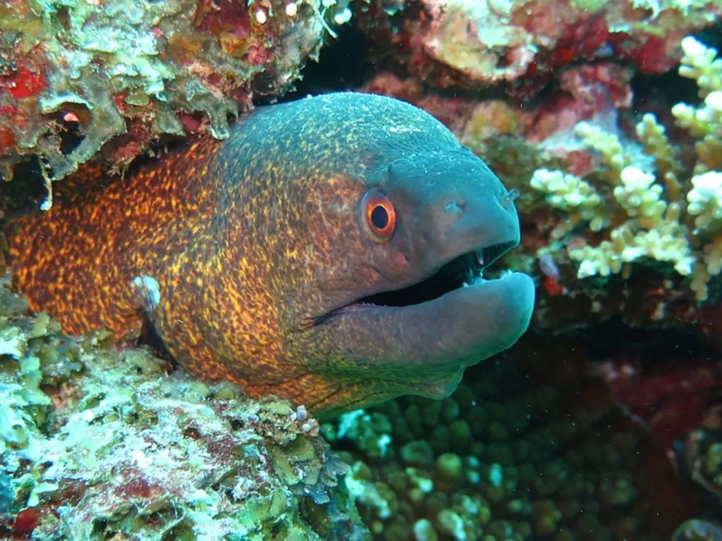 Moray eel. (Pixabay/Kevskoot)