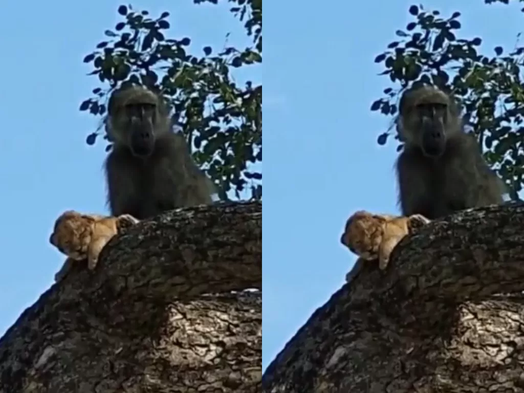 Seekor babon yang merawat anak singa di atas pohon. (Tangkapan layar/Instagram)