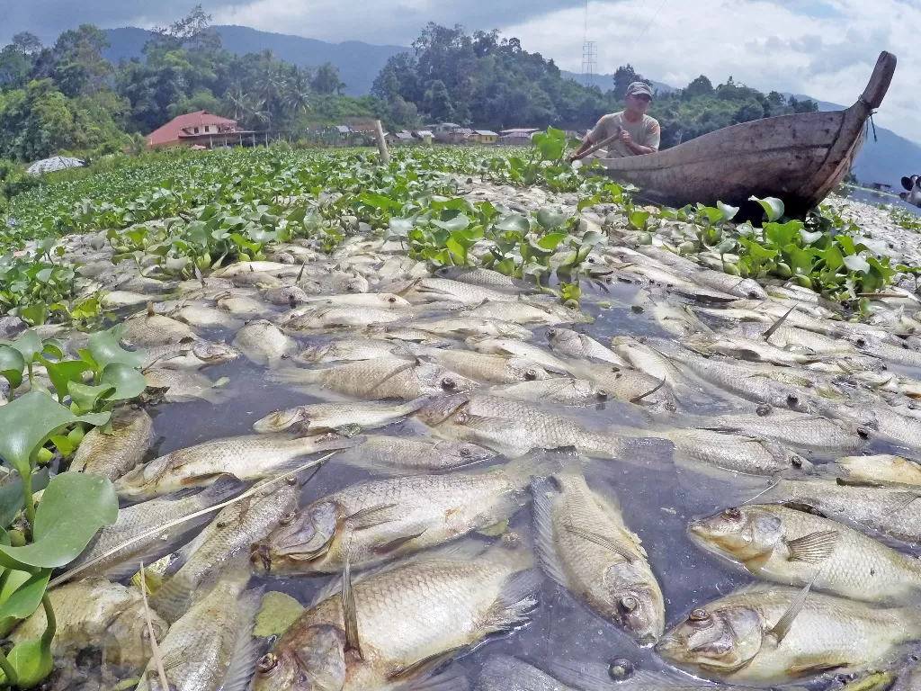 Nelayan mengayuh perahu diantara ikan-ikan yang mati di Linggai, Danau Maninjau, Kab.Agam, Sumatera Barat, Jumat (7/2/2020). (ANTARA FOTO/Iggoy el Fitra)