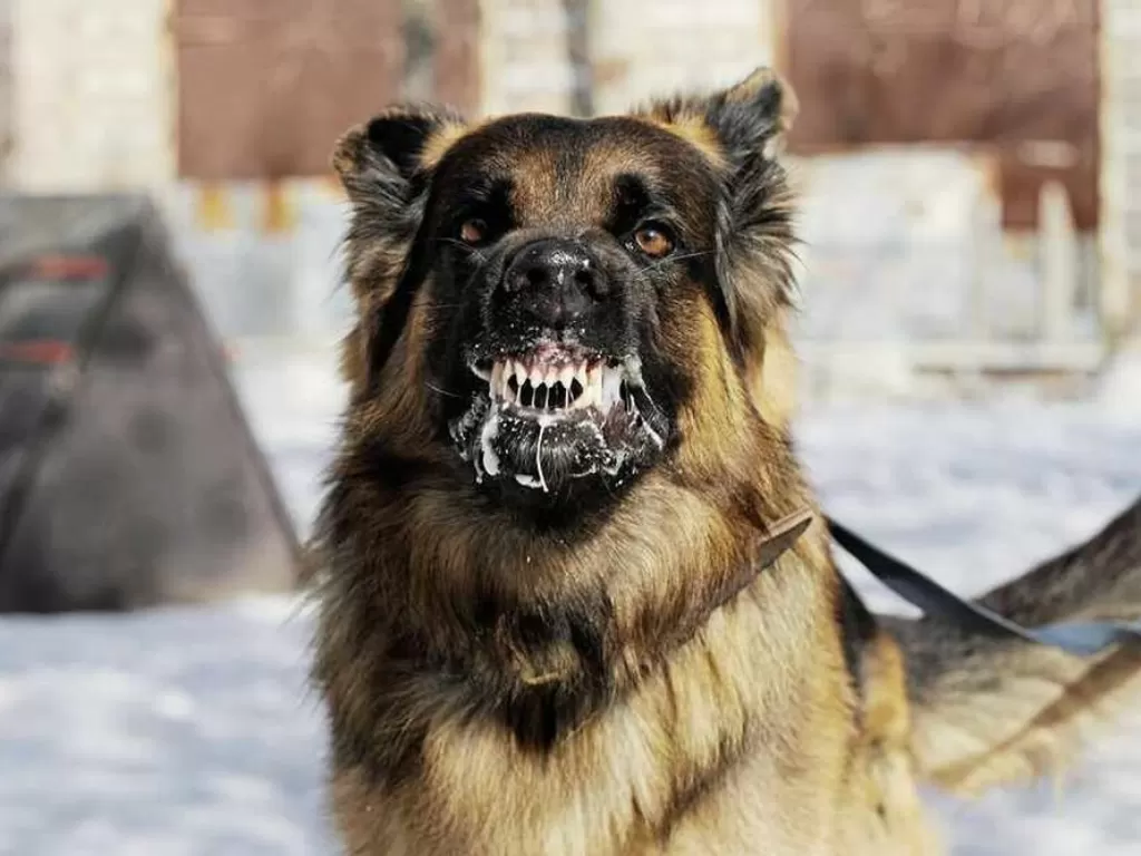 Ilustrasi anjing dengan rabies (jerseyeveningpost.com)