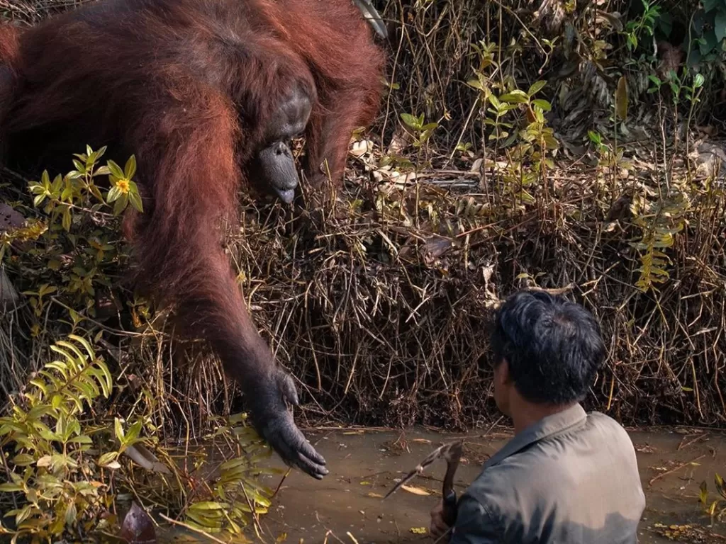 Orangutan yang mengulurkan tangannya seolah menawarkan bantuan (Instagram/@anil_t_prabhakar)