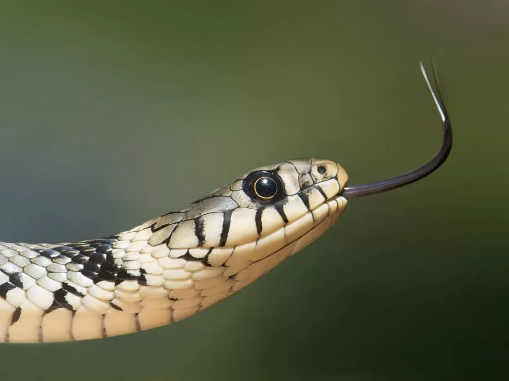 Ilustrasi ular. (Pexels/Pixabay)