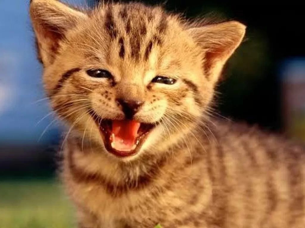 Kucing tersenyum. (photo/boredpanda.com)