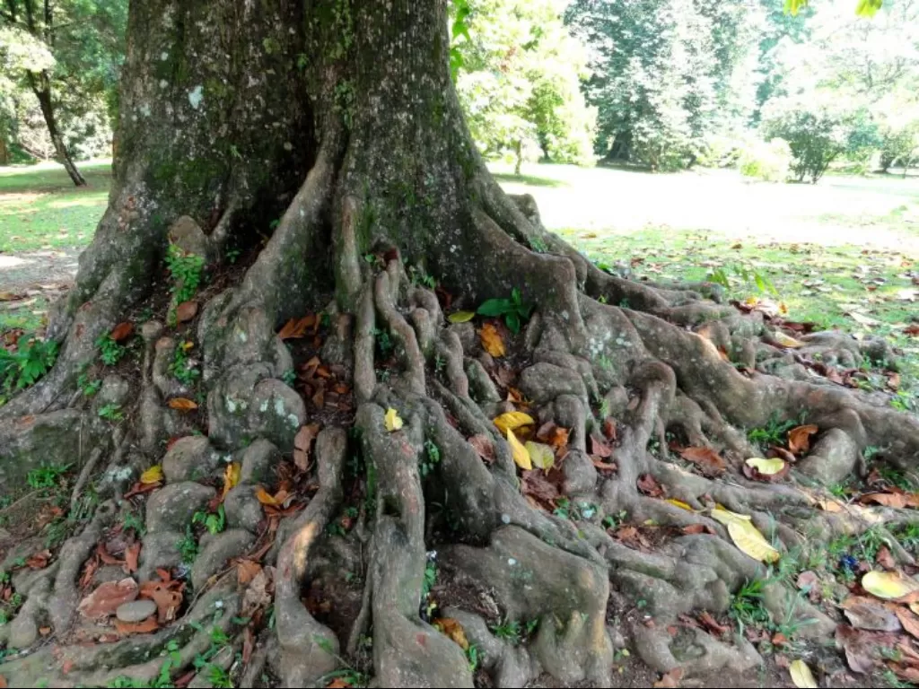  Pohon Ulin. (biolib.cz)