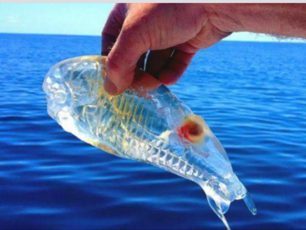 Salpa Maggiore, ikan unik yang transparan. (photo/steemit.com)