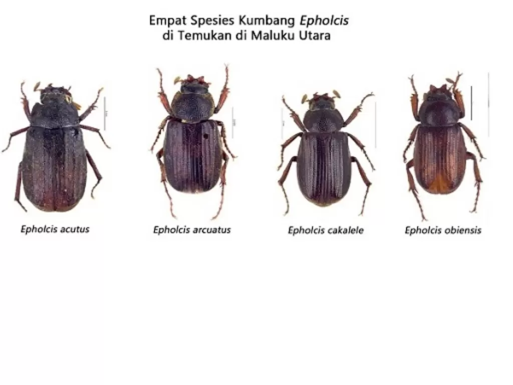 Empat spesies baru kumbang yang ditemukan LIPI. (lipi.go.id)