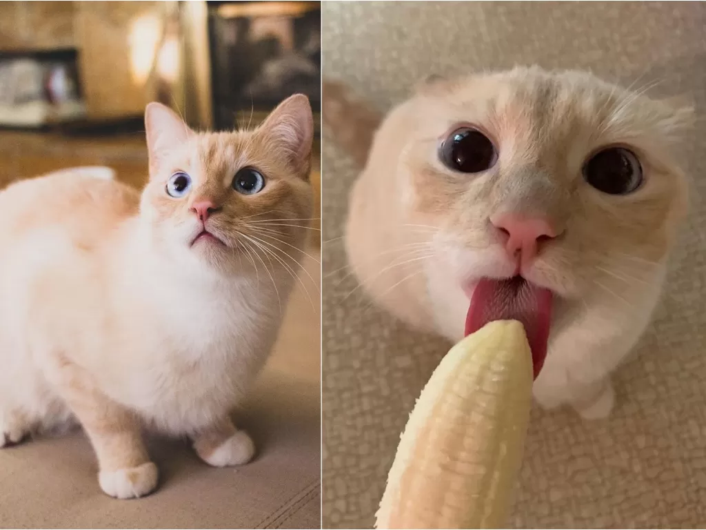 Bean, kucing yang gemar makan pisang (instagram/@cat.named.bean)