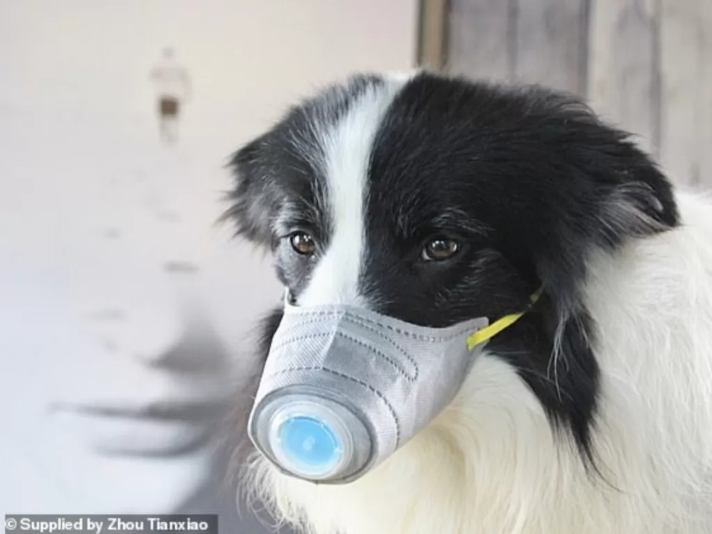 Hewan pakai masker untuk cegah virus corona. (photo/Weibo/Dailymail.co.uk)