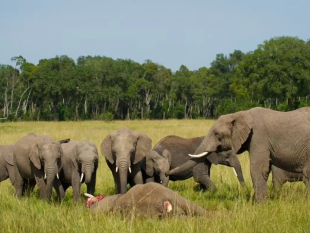 Ilustrasi gajah yang bersedih karena kematian salah satu kawanannya. (Guzelian/Sarah Skinner)