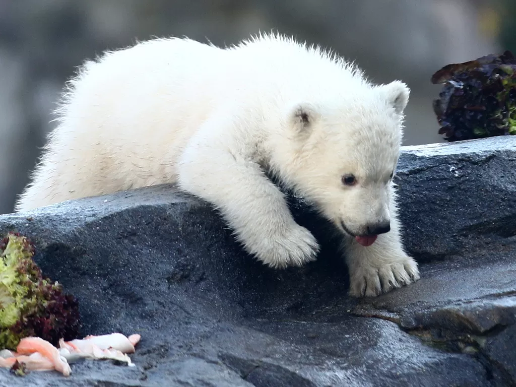Anak baru dari beruang kutub betina bernama Nora terlihat di kebun binatang Schoenbrunn, Vienna, Austria, Kamis (13/2/2020). (REUTERS/Lisi Niesner)