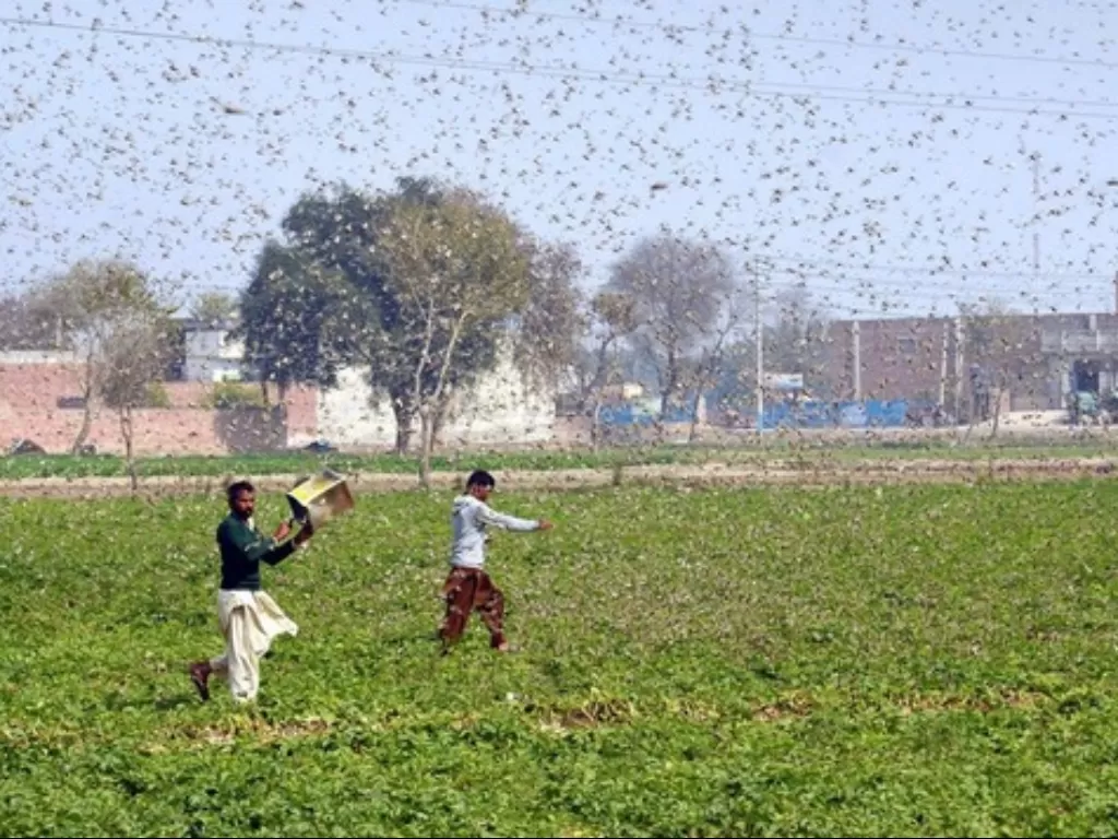 Petani berusaha menghindari serbuan belalang di Distrik Okara, Provinsi Punjab, Pakistan Timur, Sabtu (15/2/2020). (Xinhua/Stringer)