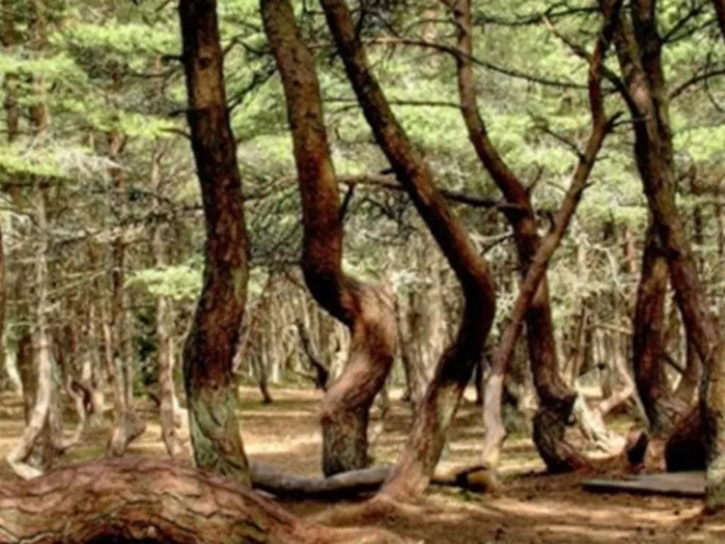 Fenomena alam hutan bengkok seolah menari di Rusia. (photo/Brightside)