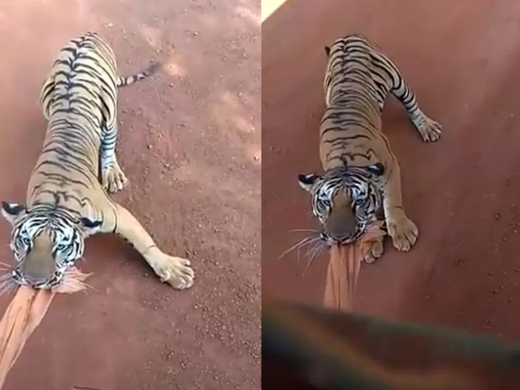 Harimau yang menyerang bus rombongan turis di sebuah taman safari di India. (Tangkapan layar/Twitter)