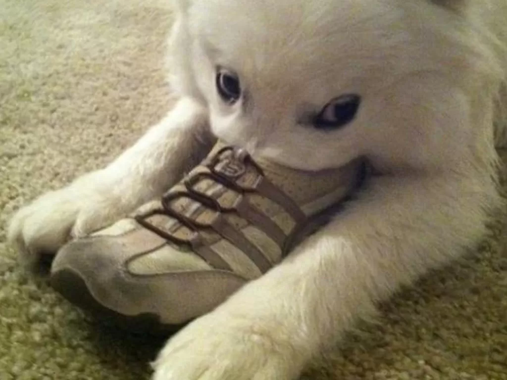 Potret anjing memasukkan mulutnya ke dalam sepatu.(photo/Boredpanda.com)