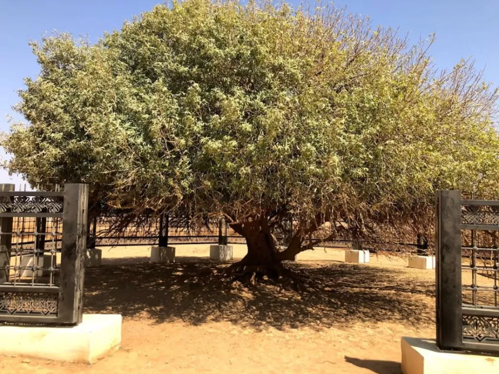 Pohon Sahabi. (Ayyad Ayyad)