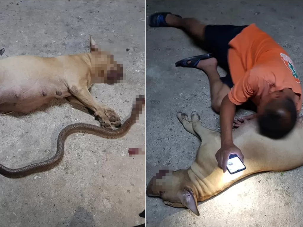 Kiri: Anjing pitbull yang mati usai melawan ular kobra. Kanan: Suriyan saat memeluk erat anjing pitbull yang mati (Facebook)