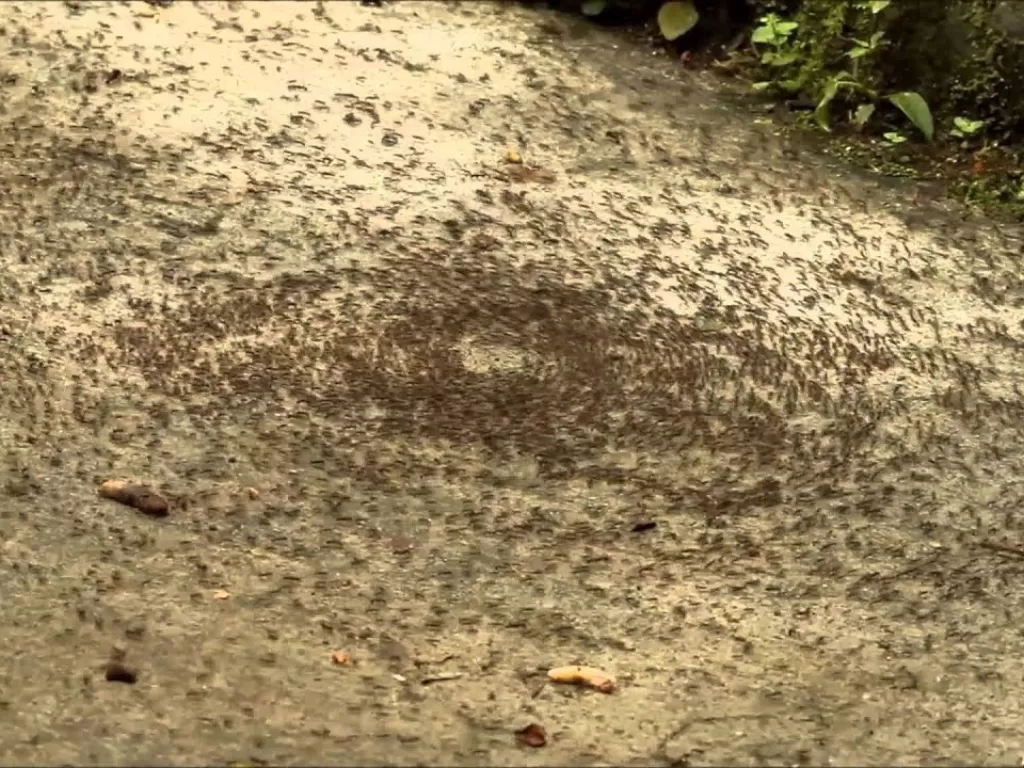 Ants Circle of Death. (Youtube/GeoNaturalist)