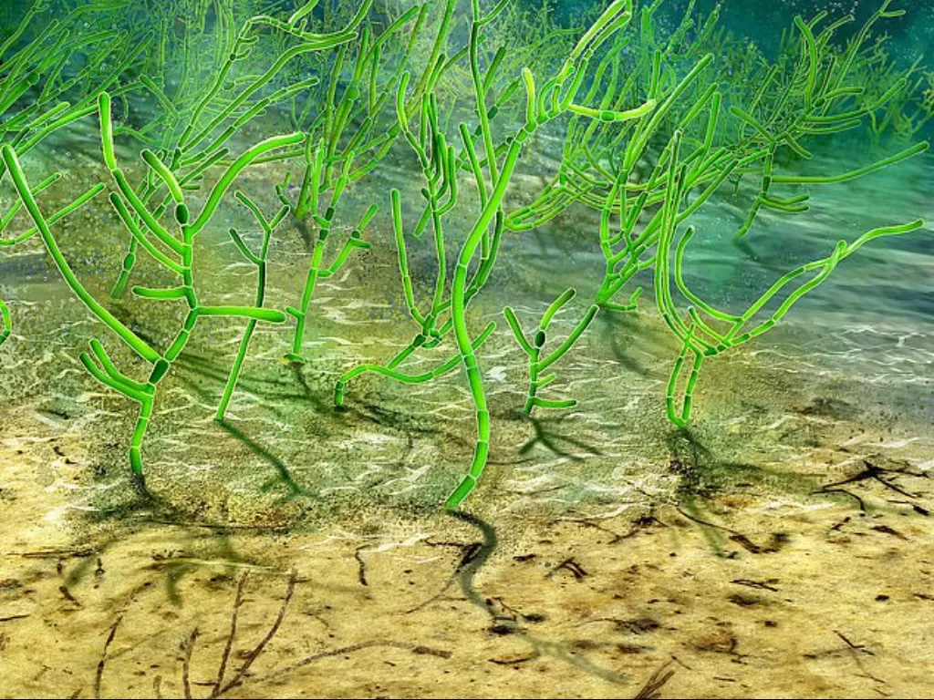 Potret rumput laut tertua (Dinghua Yang)