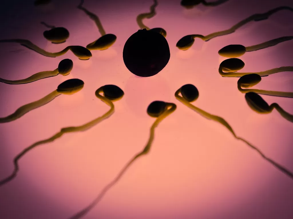 Ilustrasi sperma (Pixabay/Thomas Breher)