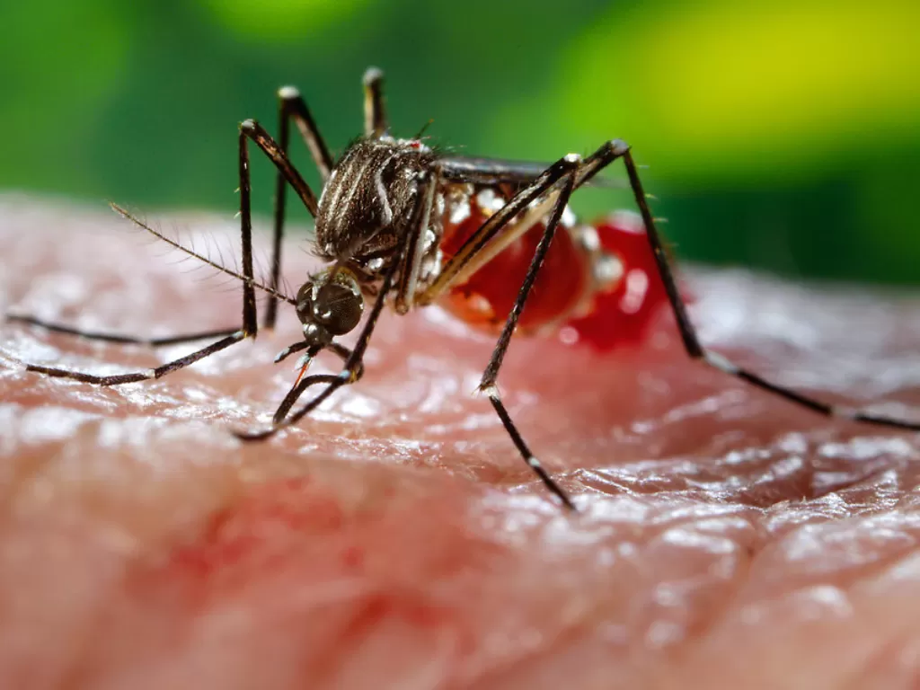 Ilustrasi nyamuk pembawa virus chikungunya. (zeitpunkt.ch)