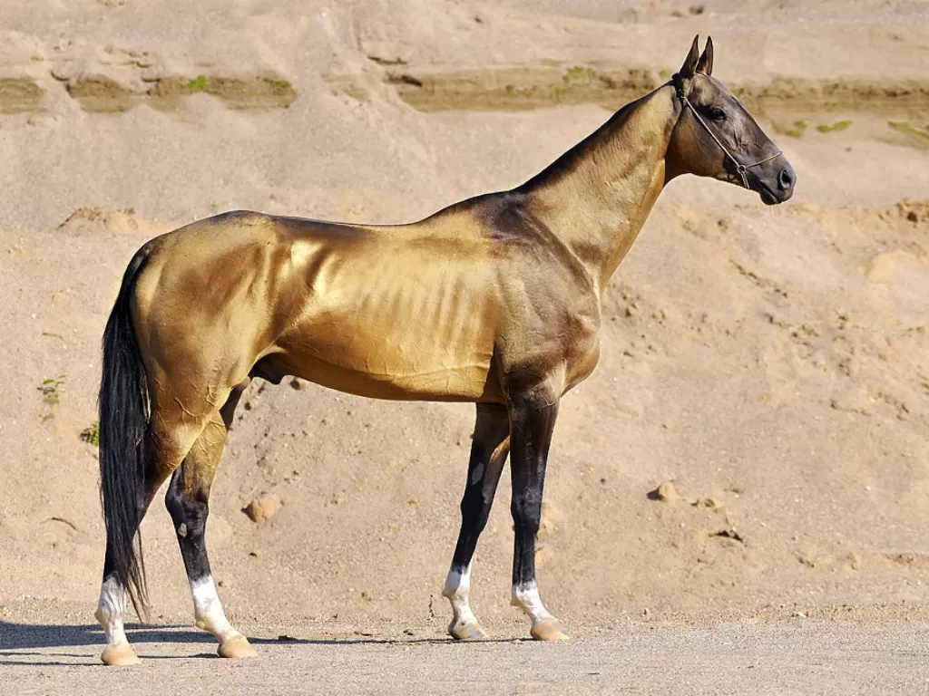 Akhal Teke, Kuda Tercantik di Dunia Asal Turkmenistan. (wikipedia.org/Artur Baboev)
